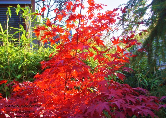 Foto: Rainer Bresslein