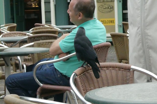 Eine fast zahme Saatkrähe wartet im Cafe  auf ein Leckerchen