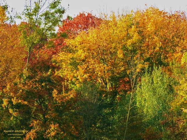 Foto: Rainer Bresslein