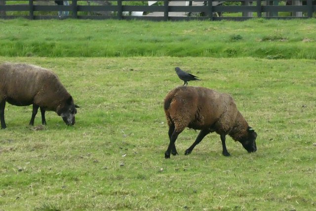 Eine Saatkrähe verschafft sich vom Rücken eines Schafes den besseren Überblick