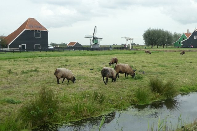 Schafe beim grasen, sie produzieren auch die Milch zur  Schafskäseherstellung,vor mit schönem Hintergrund.