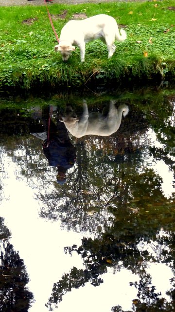 Ich entdecke mich und mein Herrchen, super!