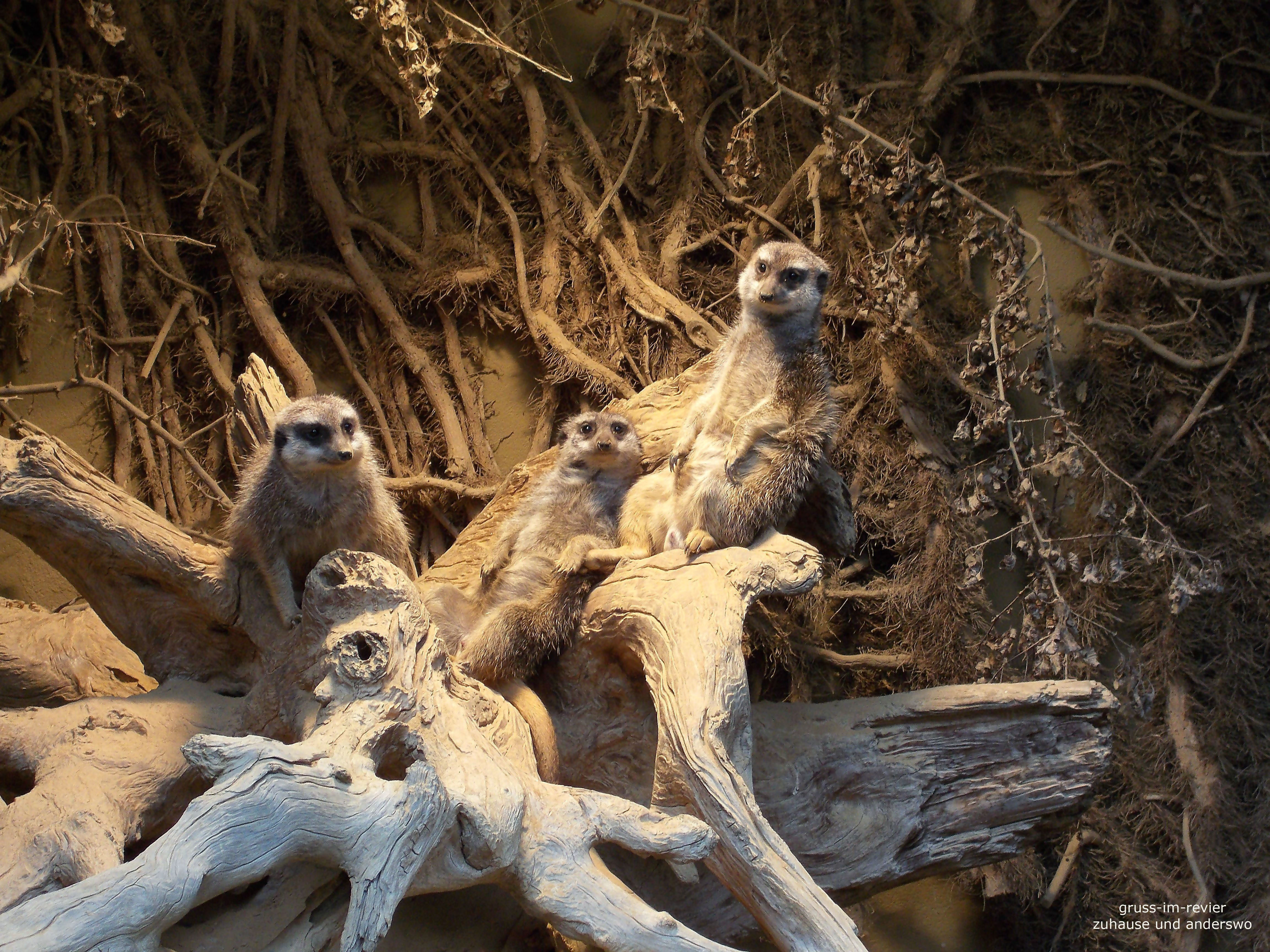 Erdmännchen im Dortmunder Zoo fühlen sich unter der Wärmelampe wohl.