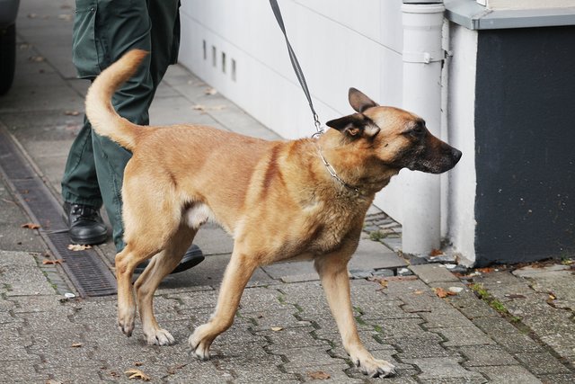 Ein Spürhund kam ebenfalls zum Einsatz. | Foto: Magalski