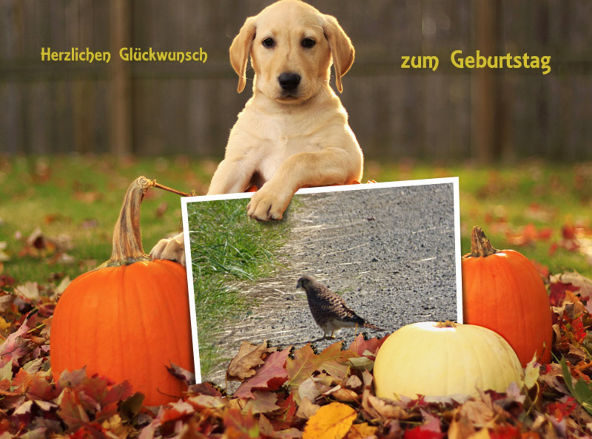 heute am 24.11. hat Carsten Kämmerer Geburtstag , wir gratulieren