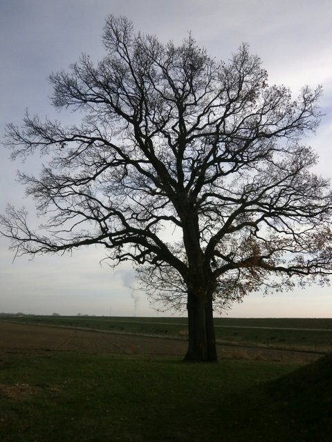 Die alte Friedenseiche, Vorderansicht.