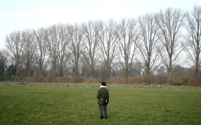 Und so schaute ich den Gänsen zu.