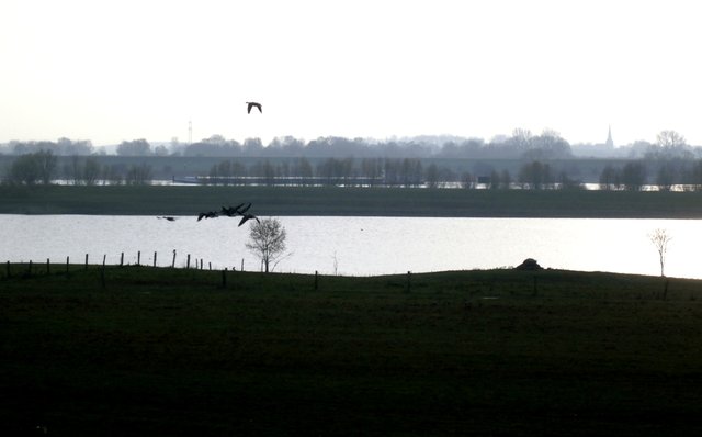 Altrhein, Rhein und Gänse...