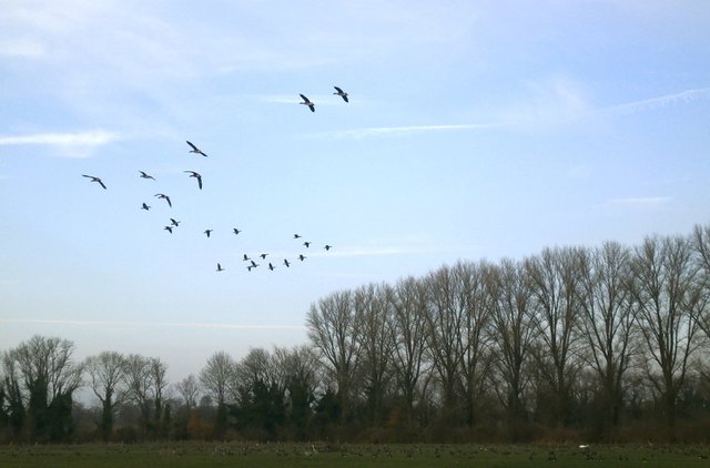 Gänse am Boden und in der Luft, super. Bitte Vollbild!
