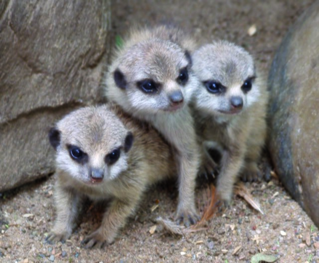 Erdmännchennachwuchs | Foto: Stadt DO