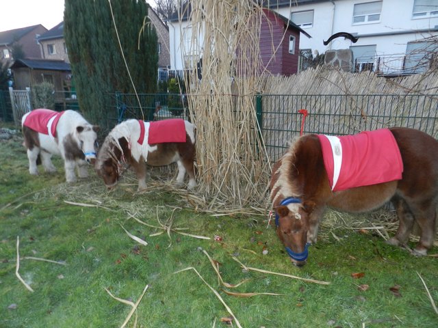 Drei Ponys vorf ihrem großen Auftritt