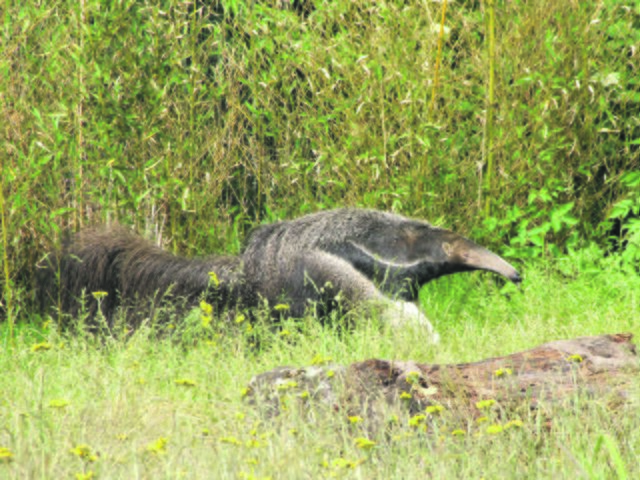 Großer Ameisenbär | Foto: Stadt DO