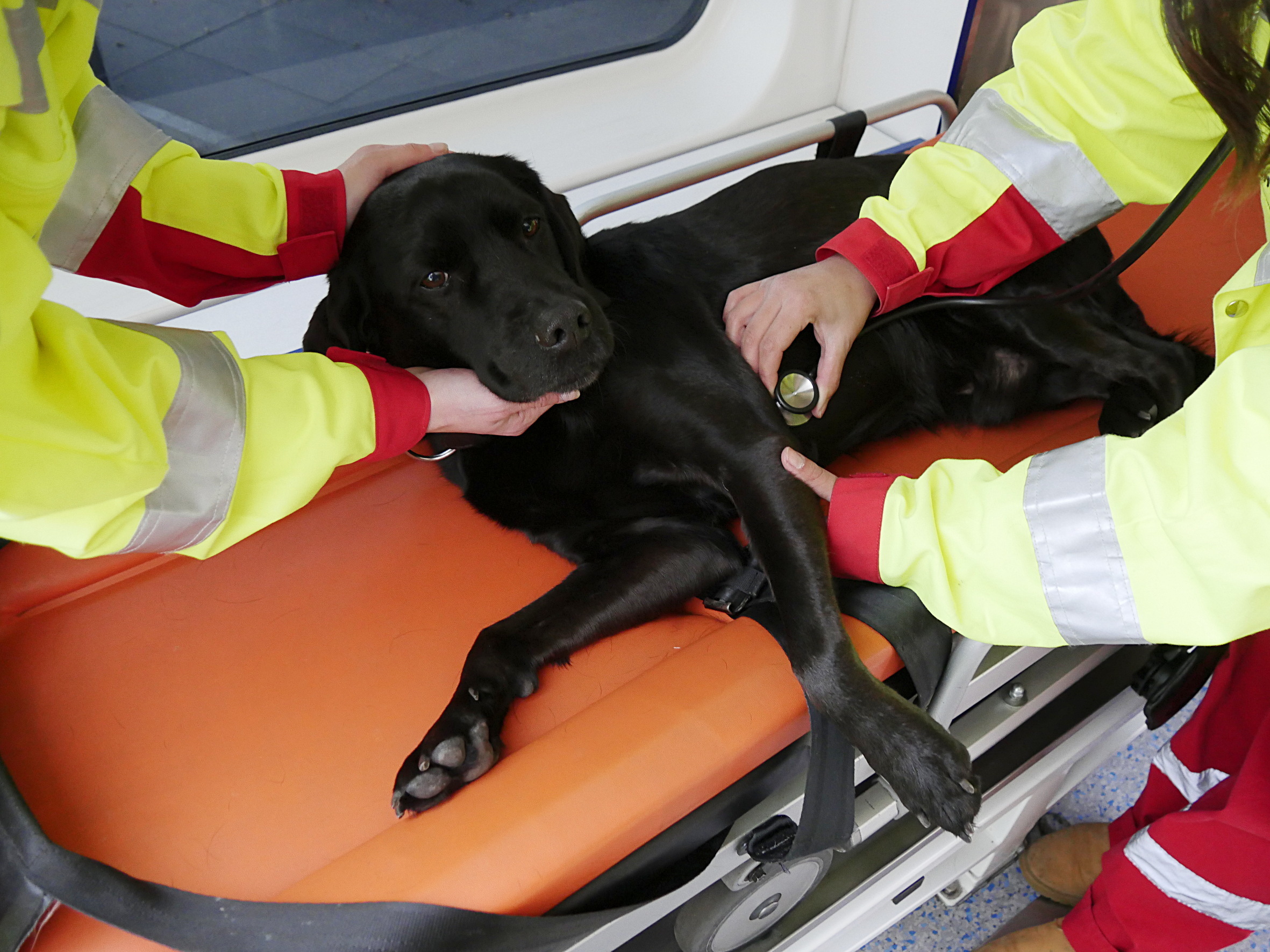 Bei diesem erkrankten Hund hören die Sanitäter der Deutschen Tierrettung die Herztöne ab.