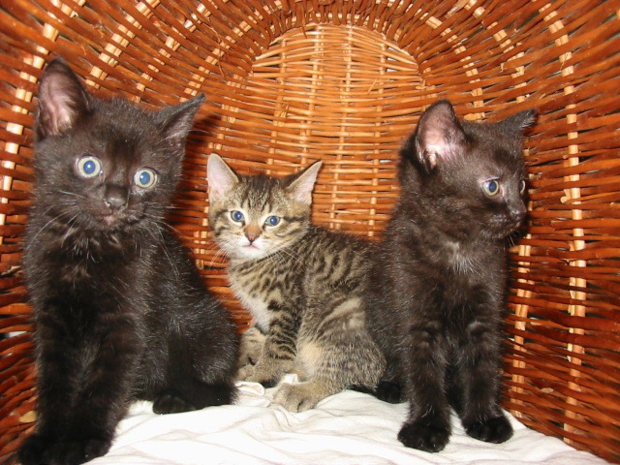  12,9 Millionen Katzen: Kommt die Katzensteuer? - Moers Bildidee 