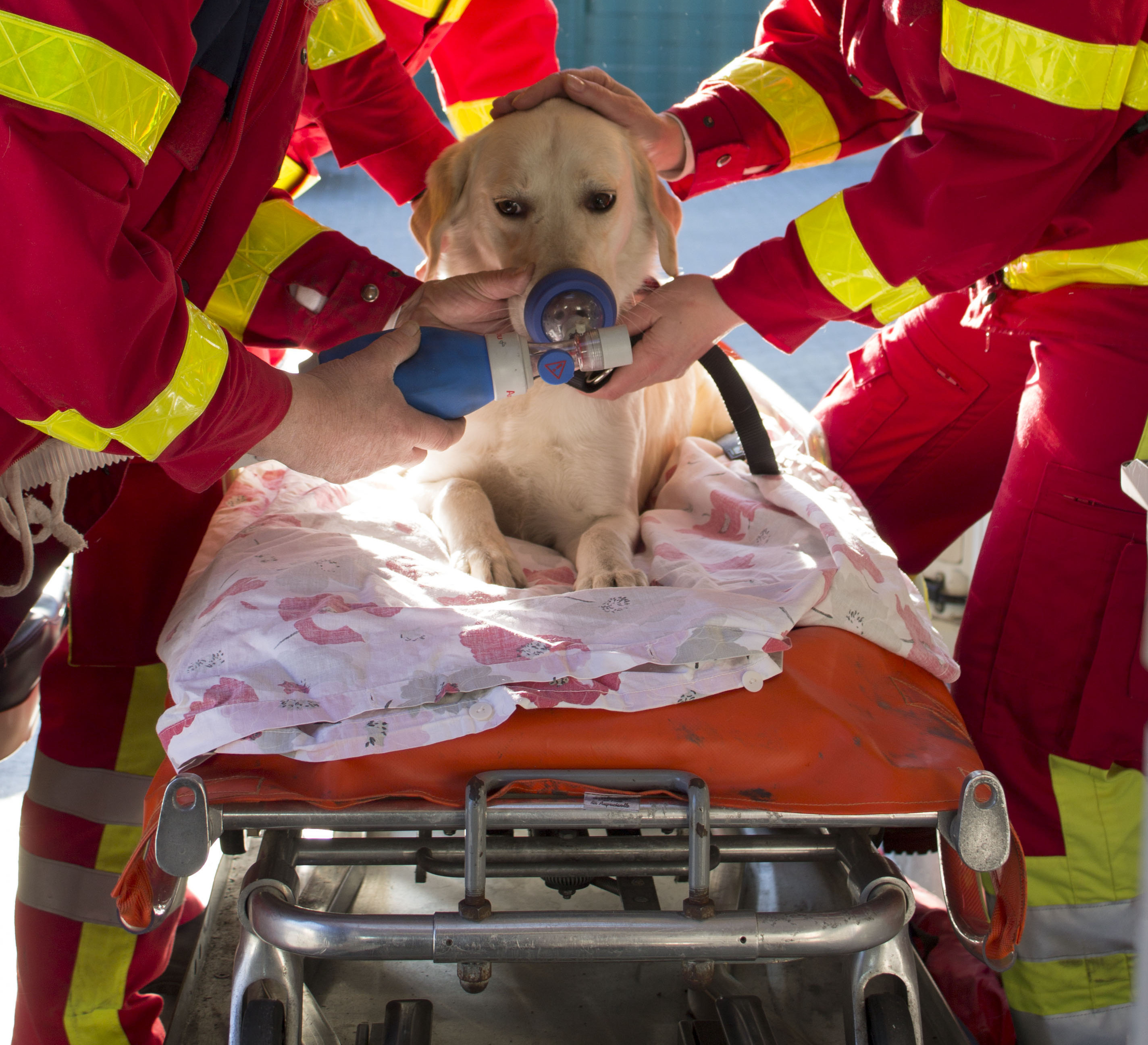 Dieser Labrador muss beatmet werden: Sollte ein Transport zum Tierarzt oder zur -klinik nötig sein, so fährt die DTR kranke oder verletzte Tiere mit ihren Besitzern schnell mit dem Tierkrankenwagen.