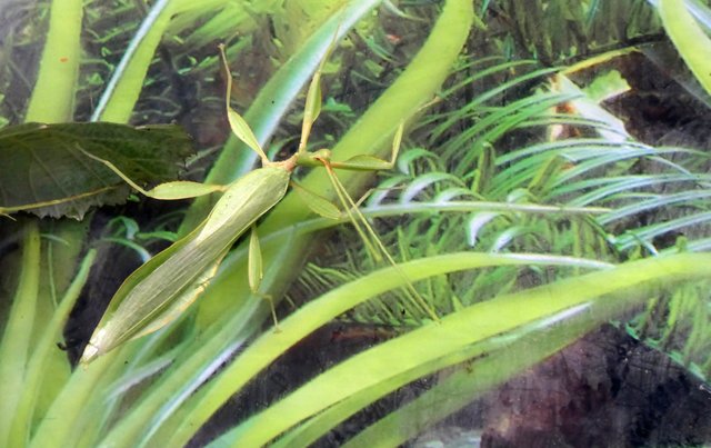 Wandelnde Blätter (Phylliidae) Duisburg