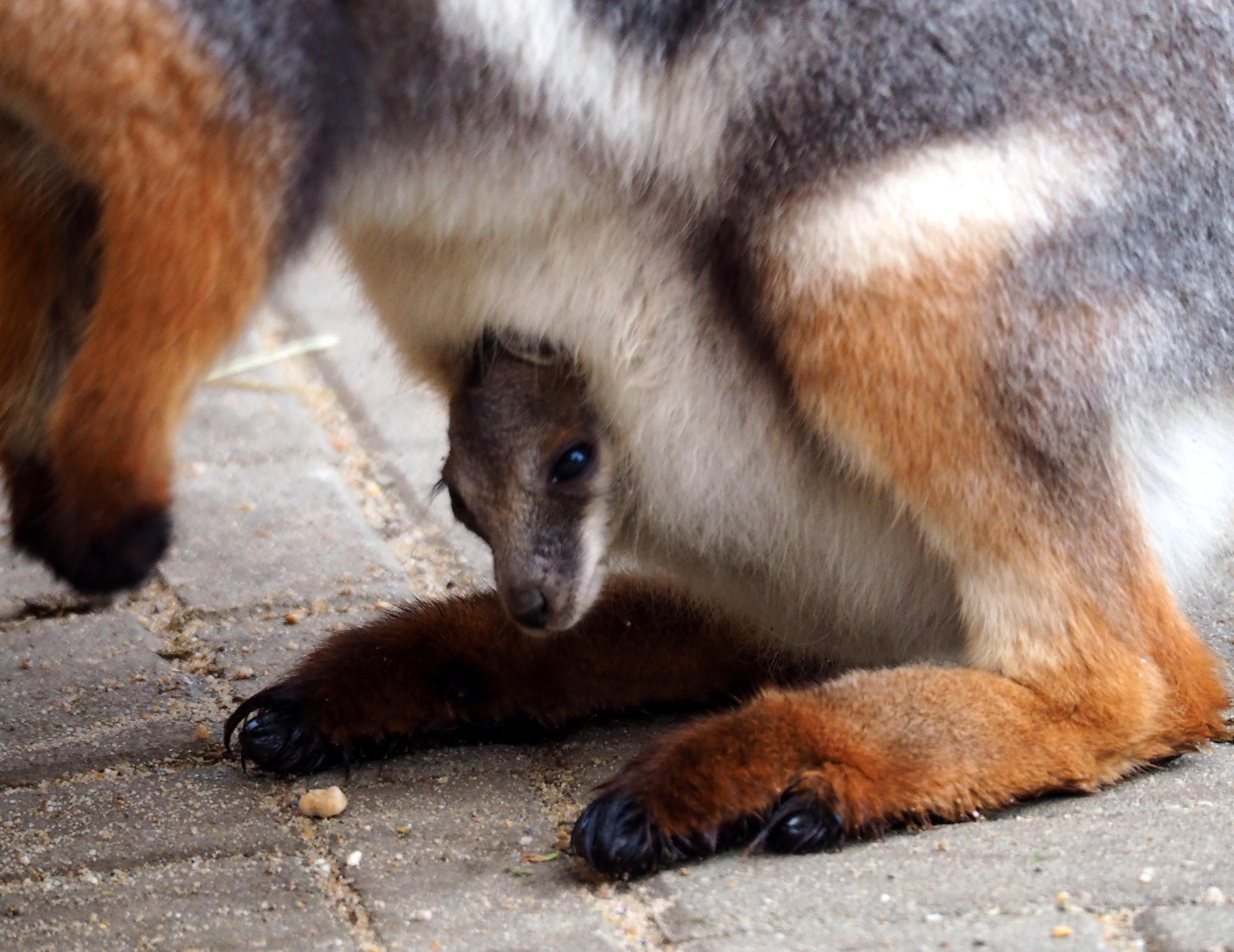 Nachwuchs gibt es bei den Ringelschwanz-Felsenkängurus im Zoo.