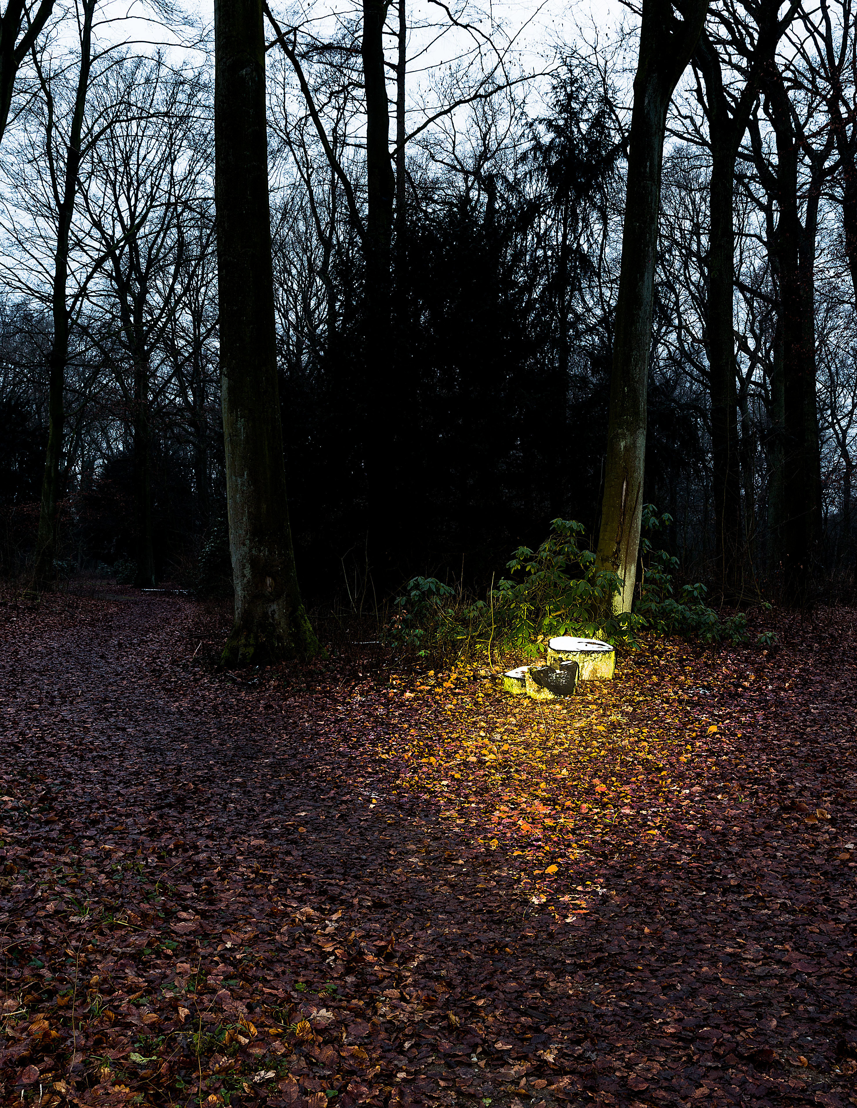 Im Wald 2