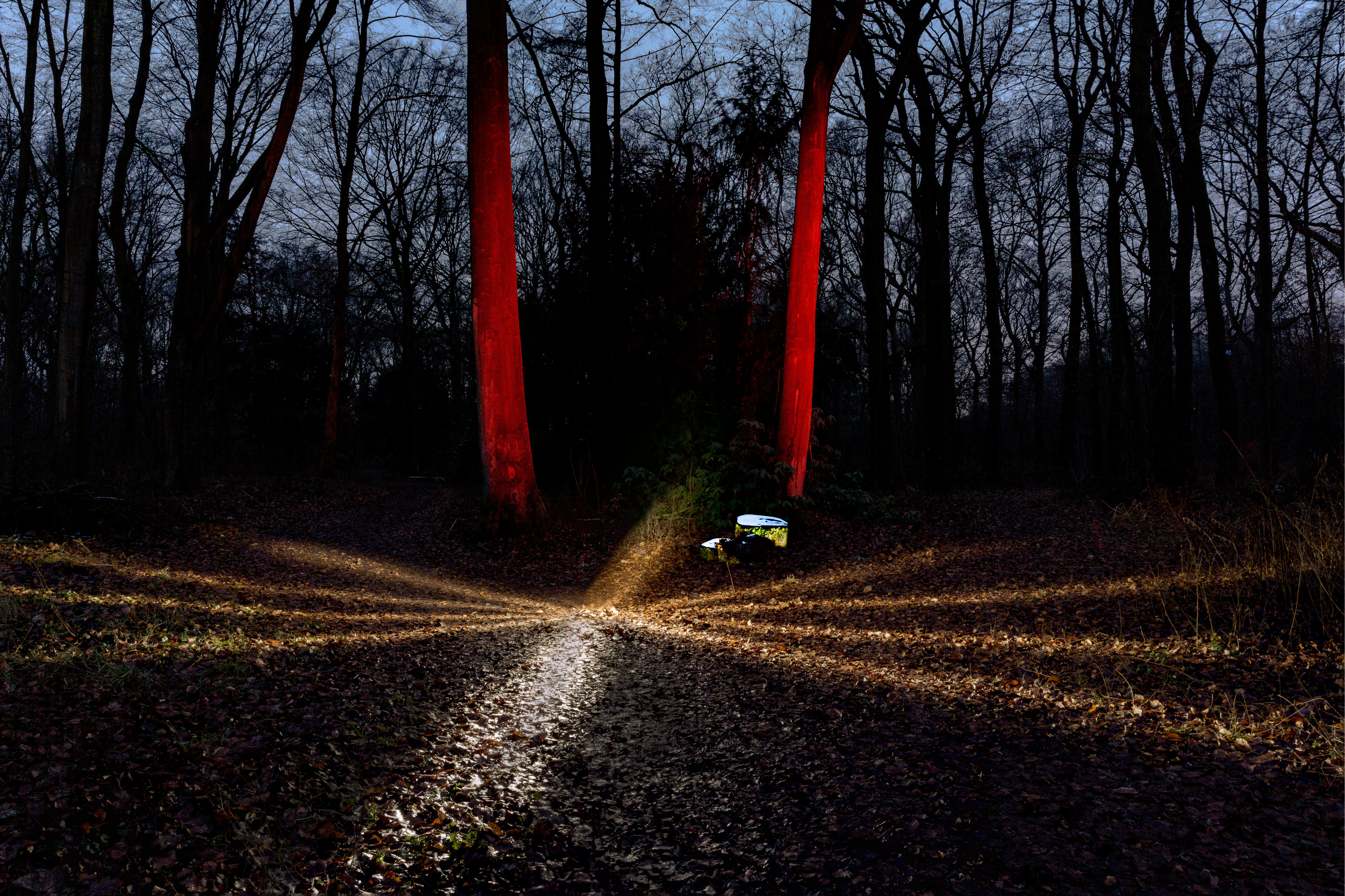 Im Wald 1