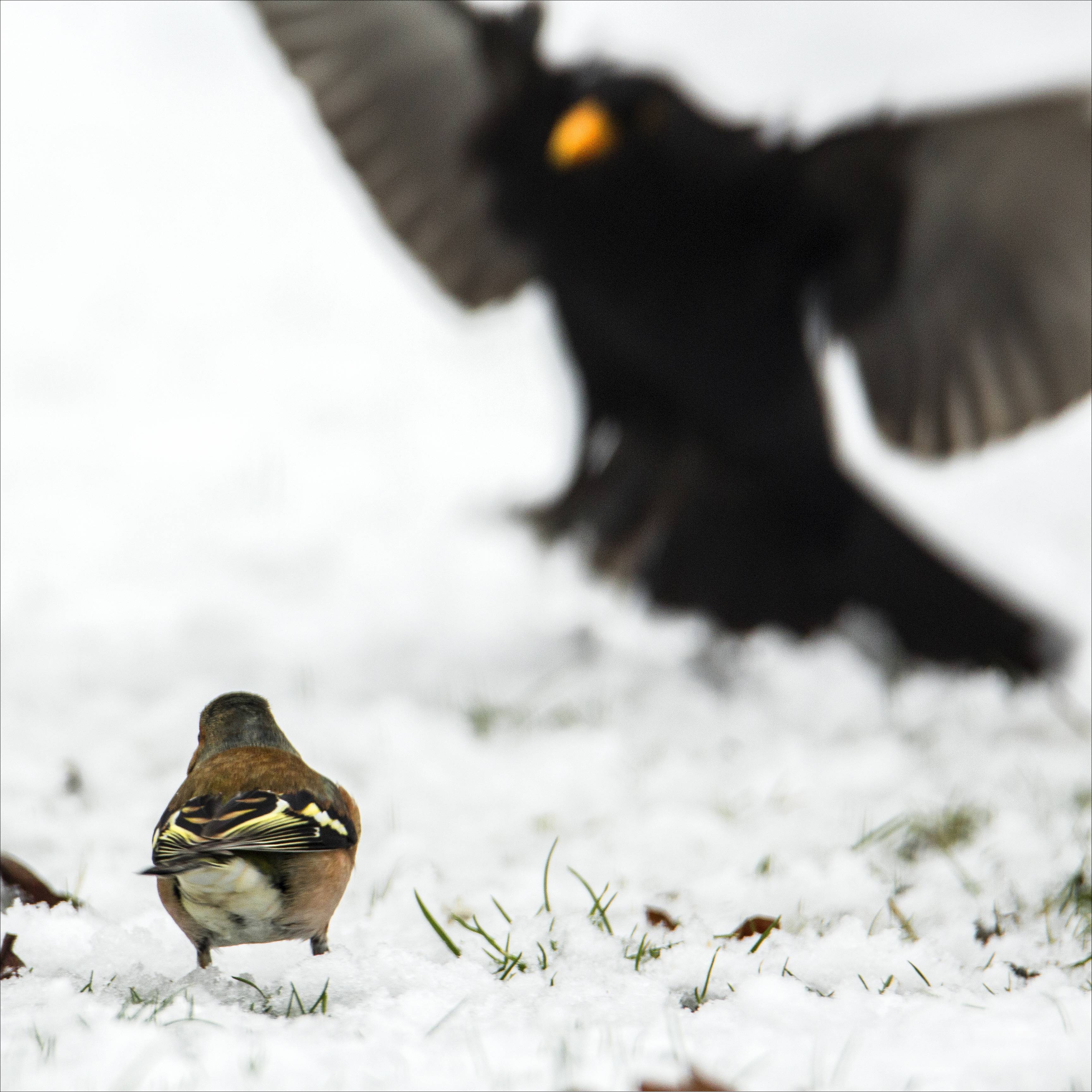 David ERLENZEISIG trifft Goliath AMSEL