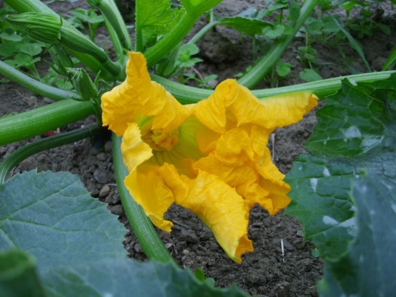Aus dieser schönen Blüte wird schon bald eine leckere Zucchini.