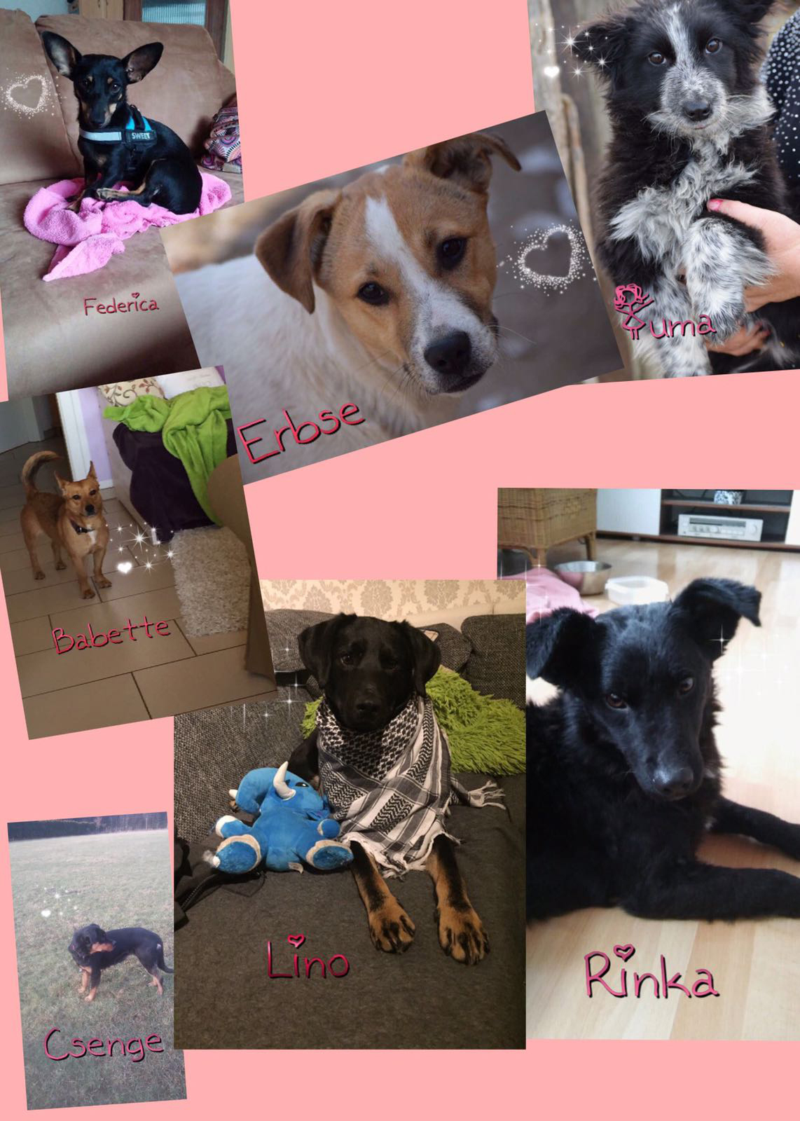 Diese hübschen Vierbeiner suchen noch ein kuscheliges Zuhause und liebe Dosenöffner.