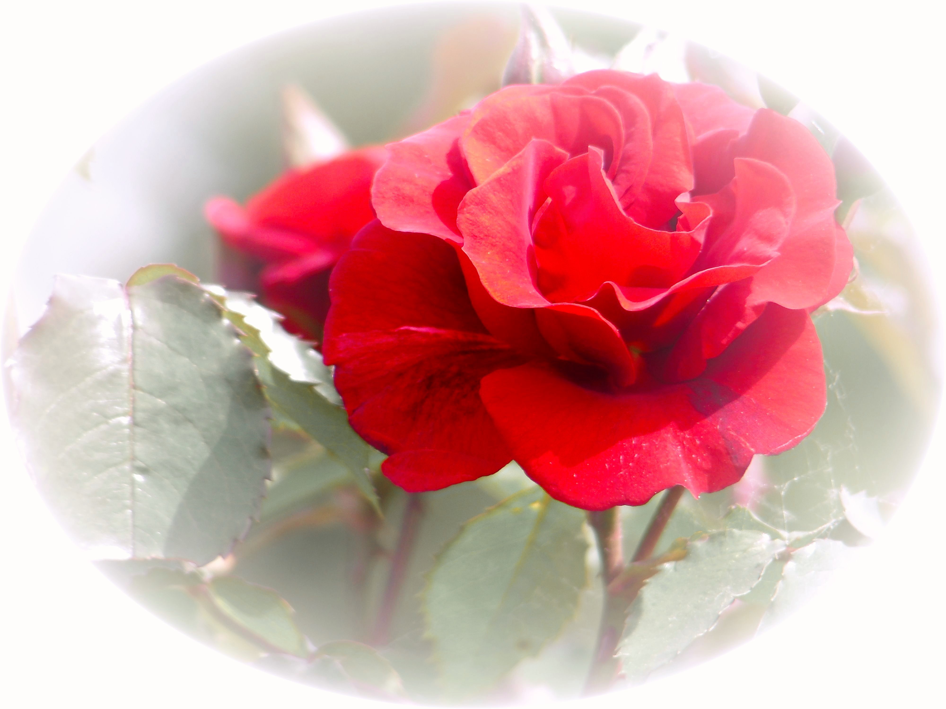 Heimlich, still und leise schick ich diese Rose auf die Reise.
Sie kommt von Herzen und mit Grüßen, soll dir den Tag versüßen.