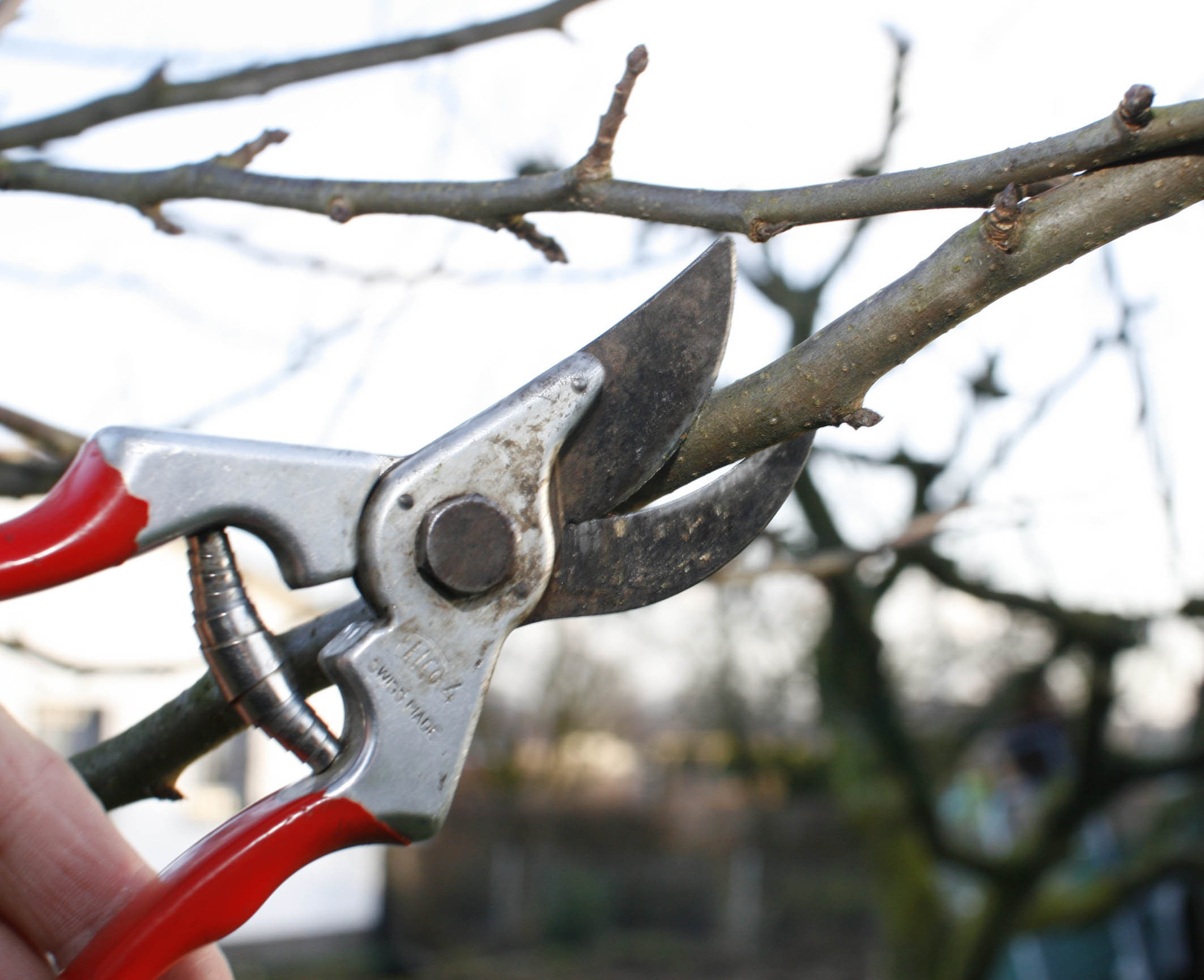 Wie man die Gartenschere richtig einsetzt, erfahren Hobbygärtner in der Gartenstadt Waltrop.