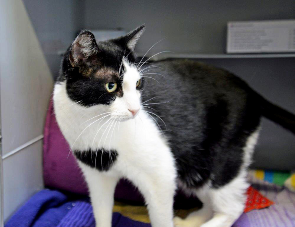 387: Kater, kastriert; gefunden am 9. Februar an der Stolbergstraße in Borbeck; das Tier ist gechippt (276095xxx148805), aber leider nicht gemeldet.