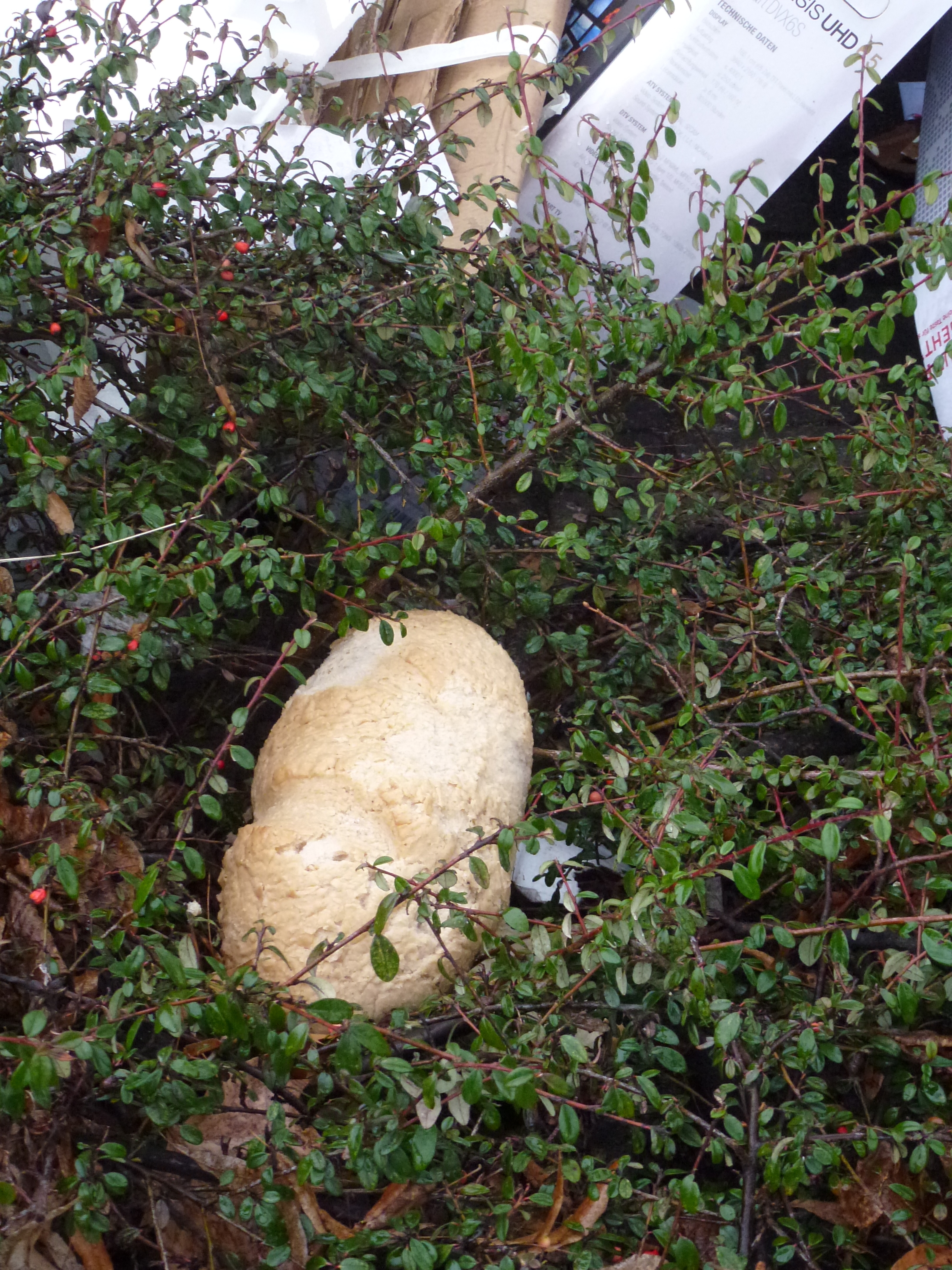 Ein ganzes Brot liegt in der Hecke.