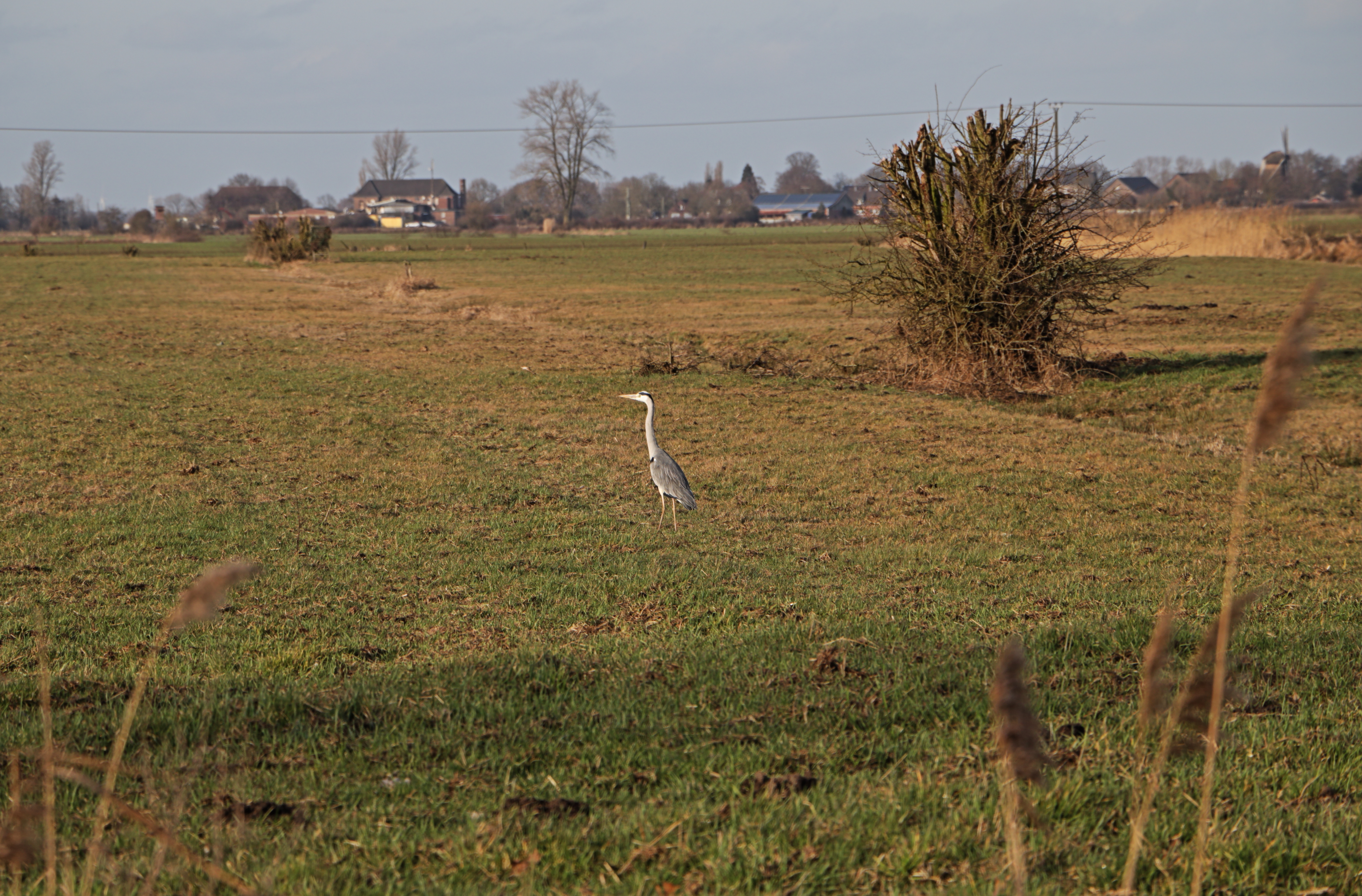 Graureiher in der Düffel
