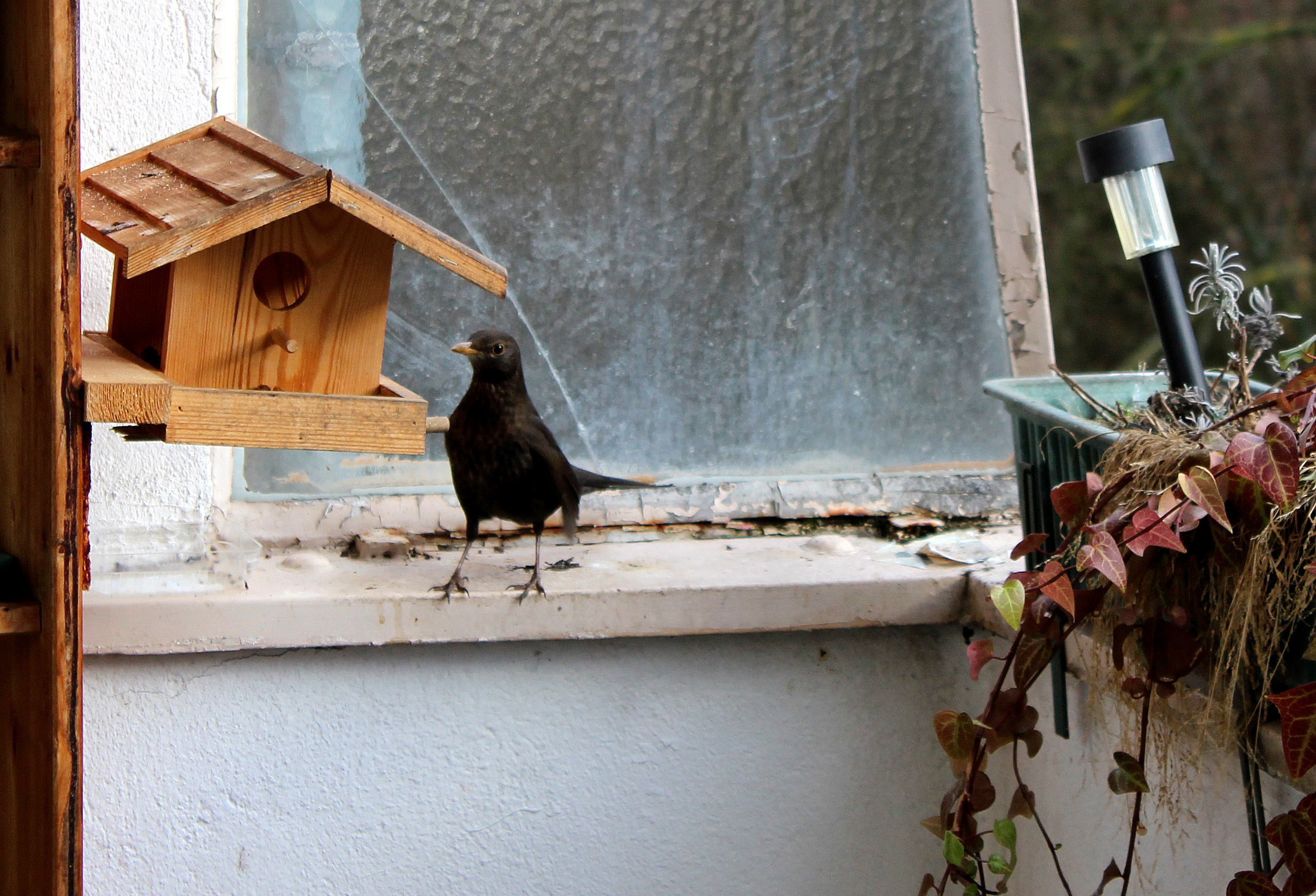 Vogelhaus leer gefressen?