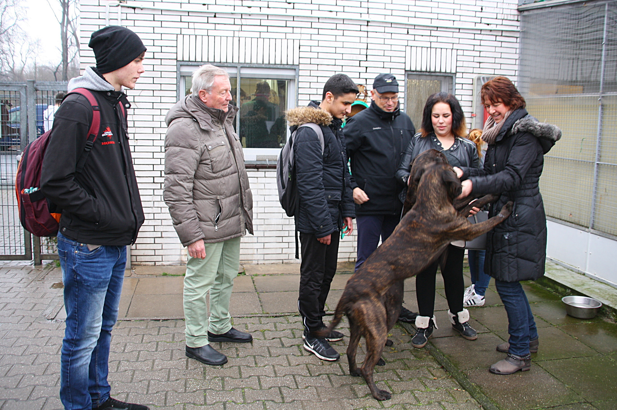 Neuntklässler der Franz-Hillebrand-Hauptschule besuchten das Tierheim, wo sie auf die beiden Cane-Corso-Mischlinge Manni und Loki trafen.