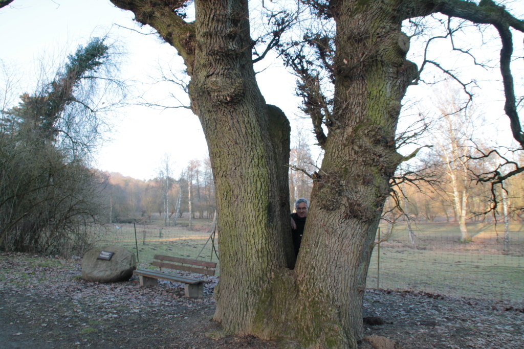 Was ein Kerl von Baum ;-)