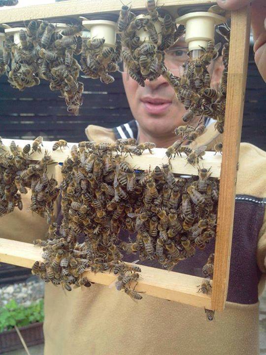 Den Bienenzuchtverein Düsseldorf gibt es seit 135 Jahren.