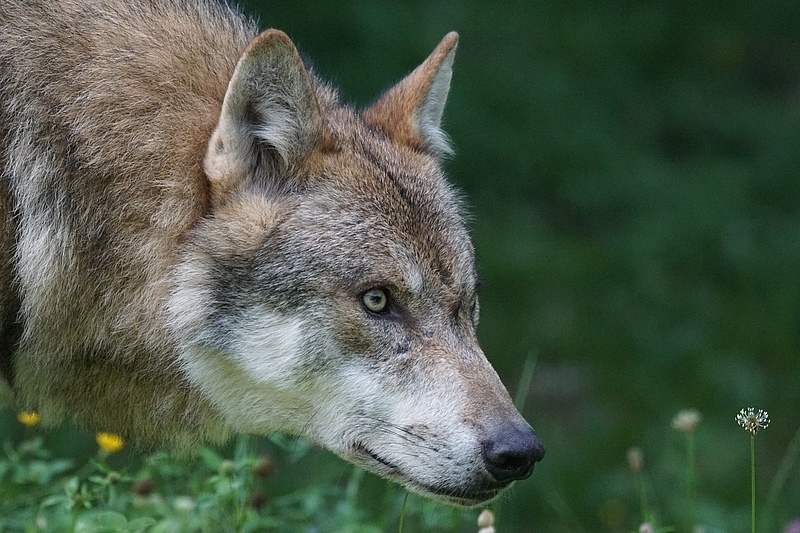 Hat in manchen Gegenden auch Schafe im Blick: der Wolf!