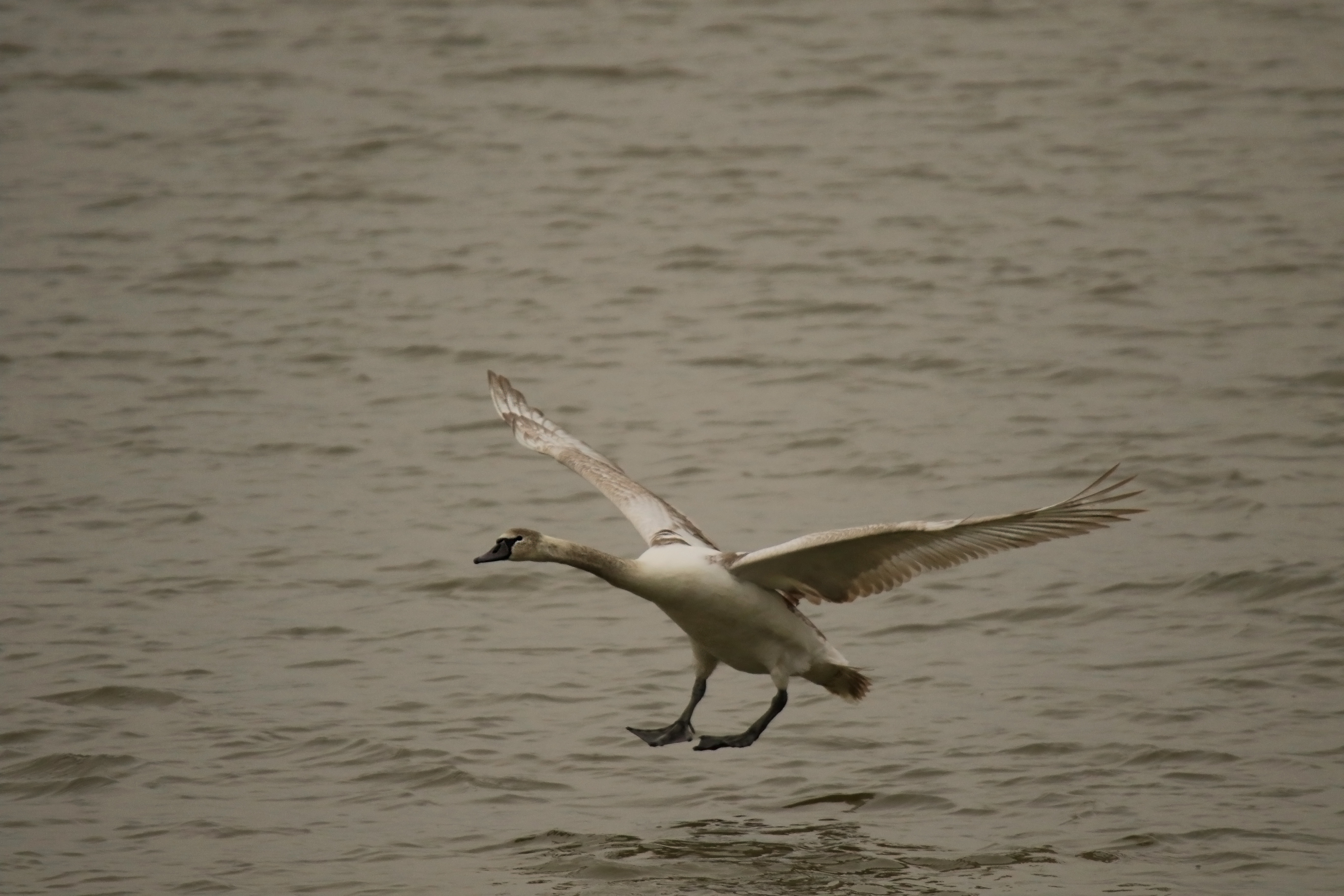 Schwan 1