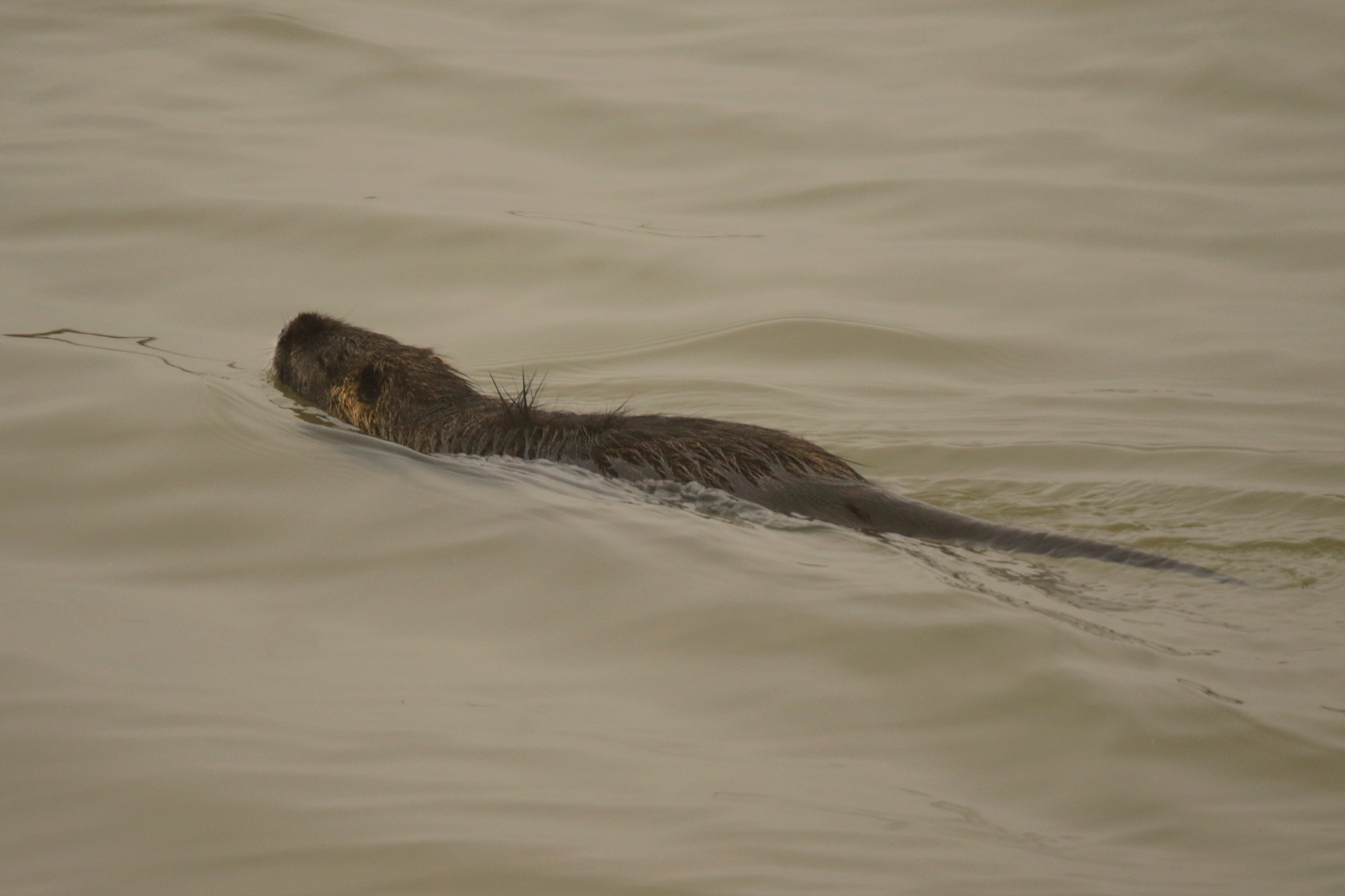 Nutria 1