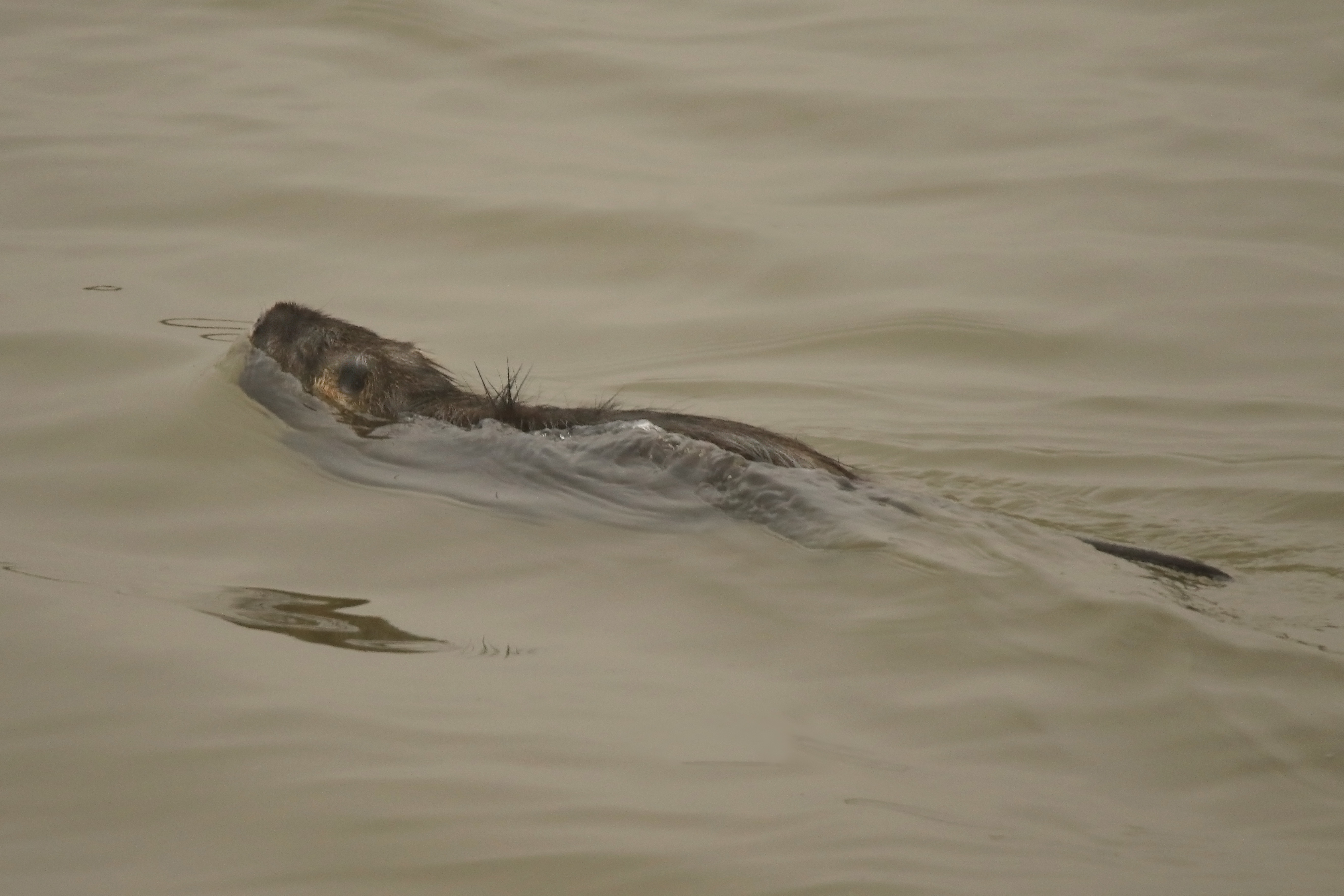 Nutria 2