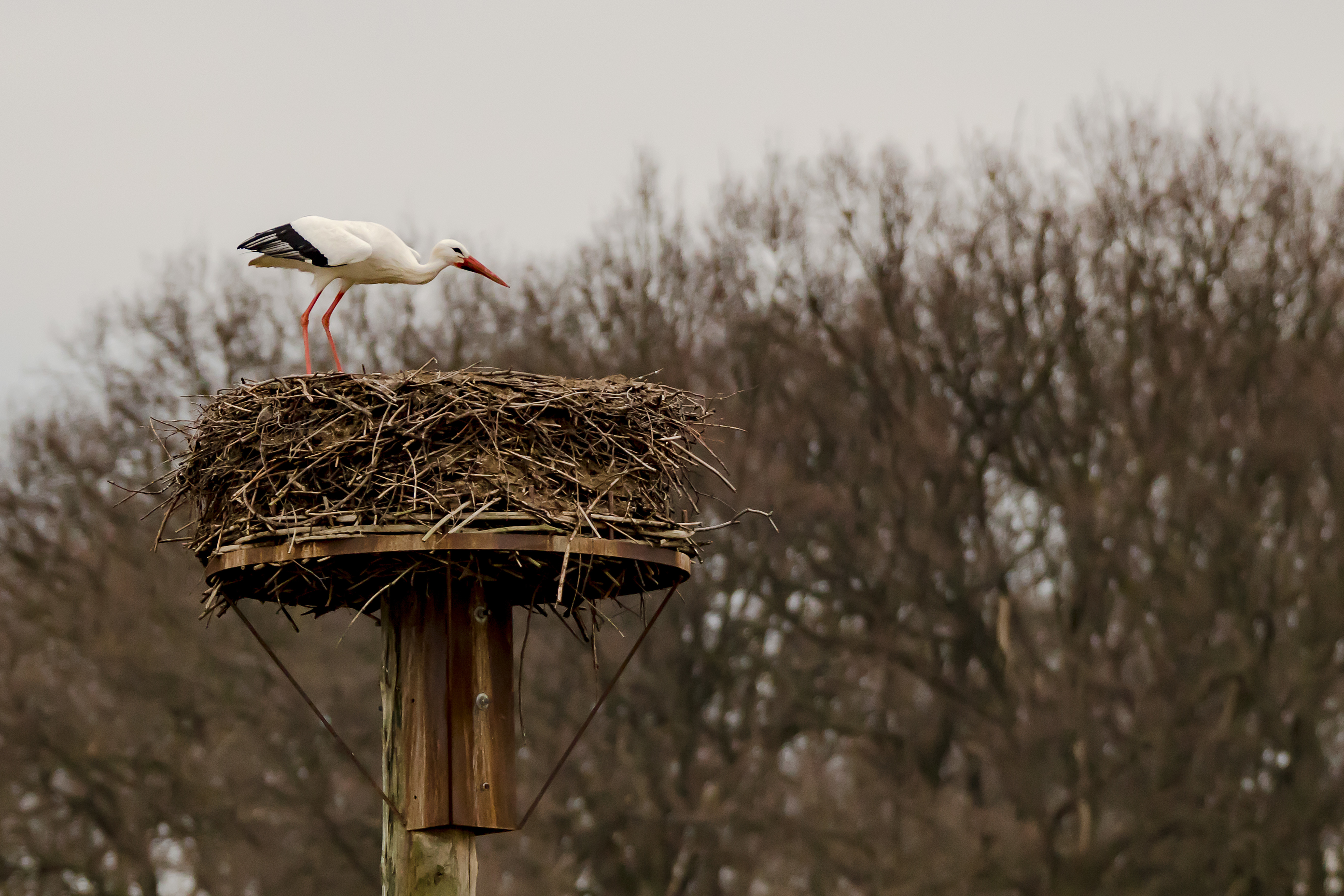 Storch 1