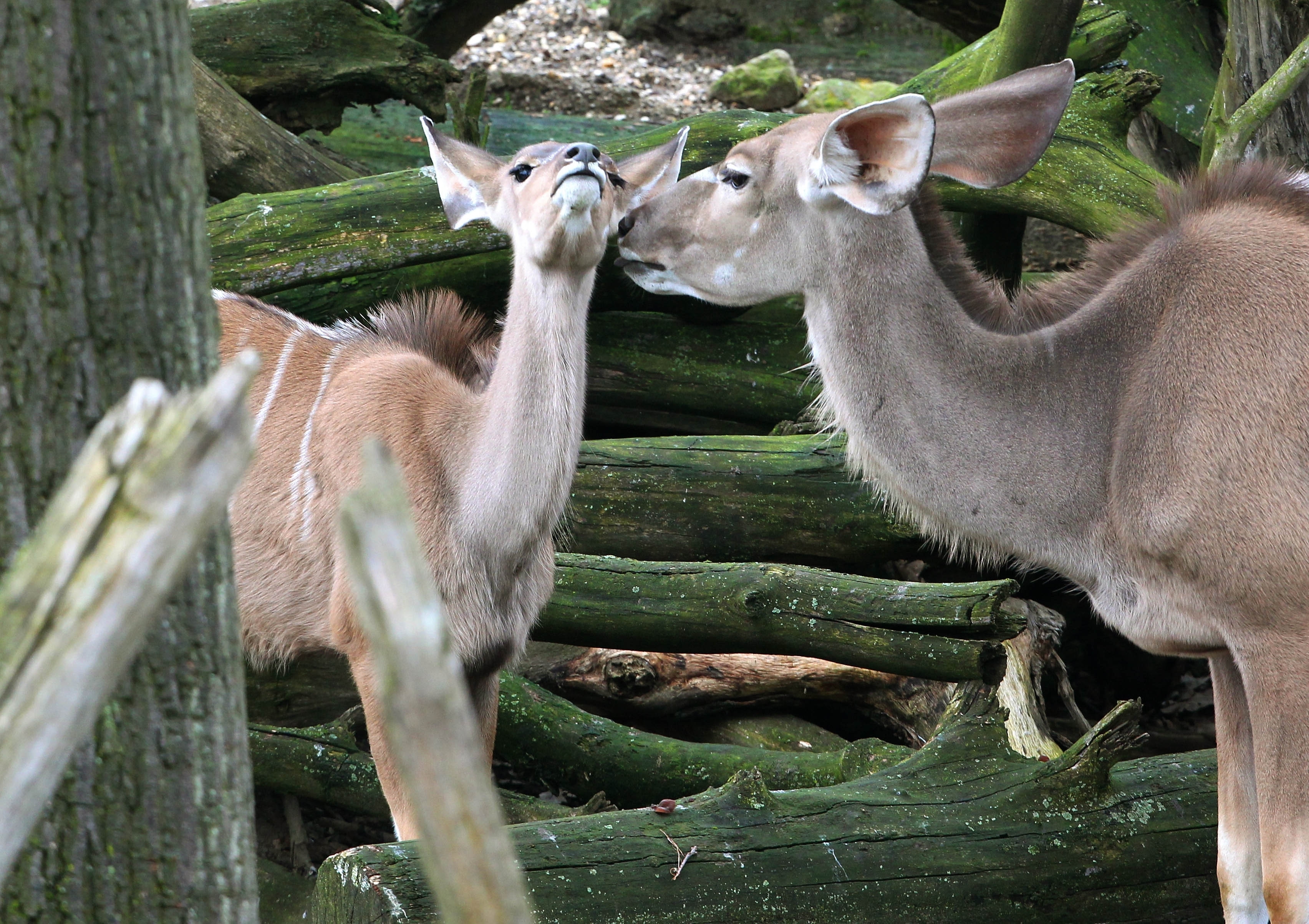 Süüüüüüß! Der Nachwuchs im Zoo macht den Spaziergang durch die Erlebniswelten im Frühling noch spannender.