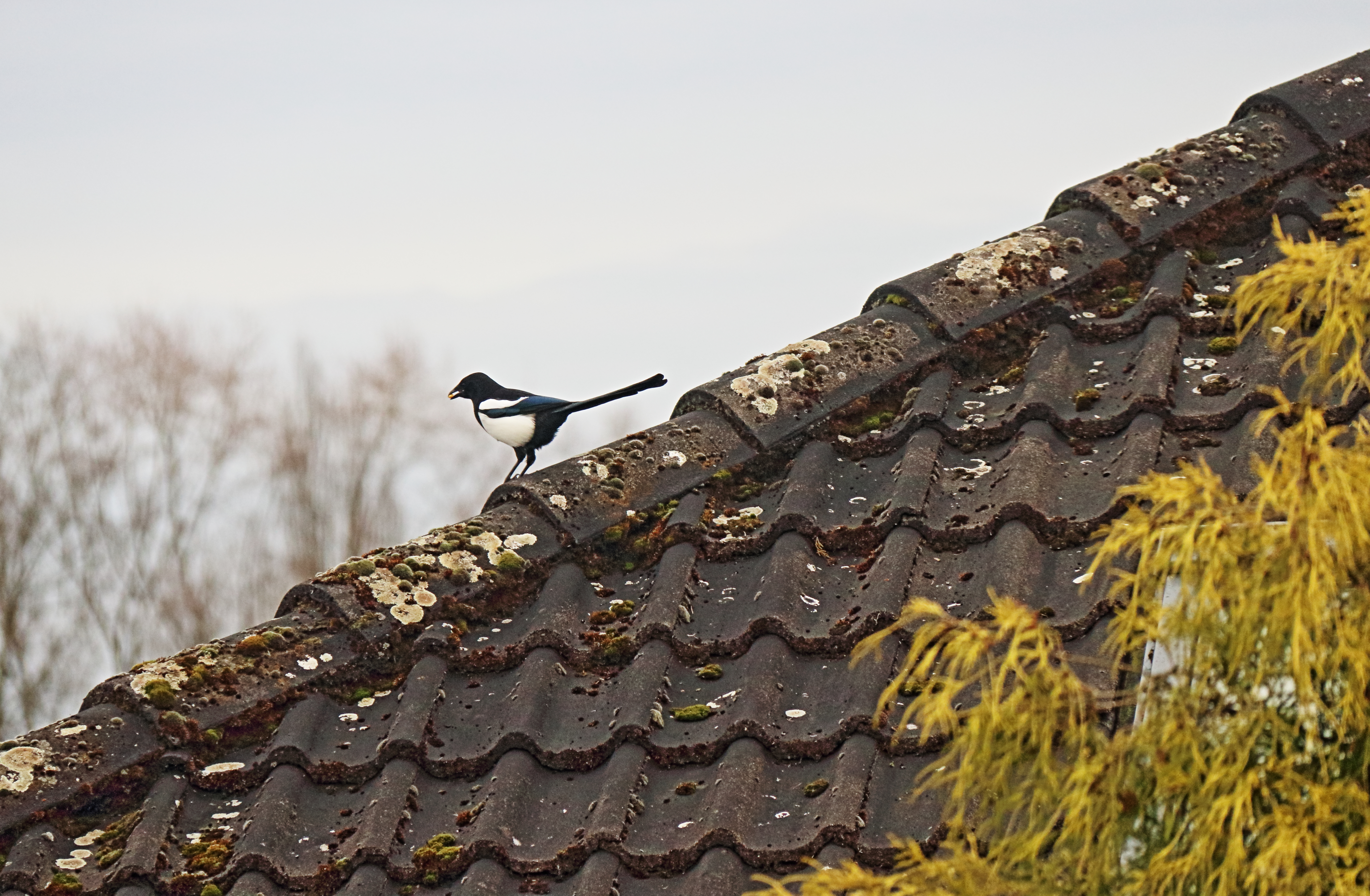 hat was im Schnabel ...............