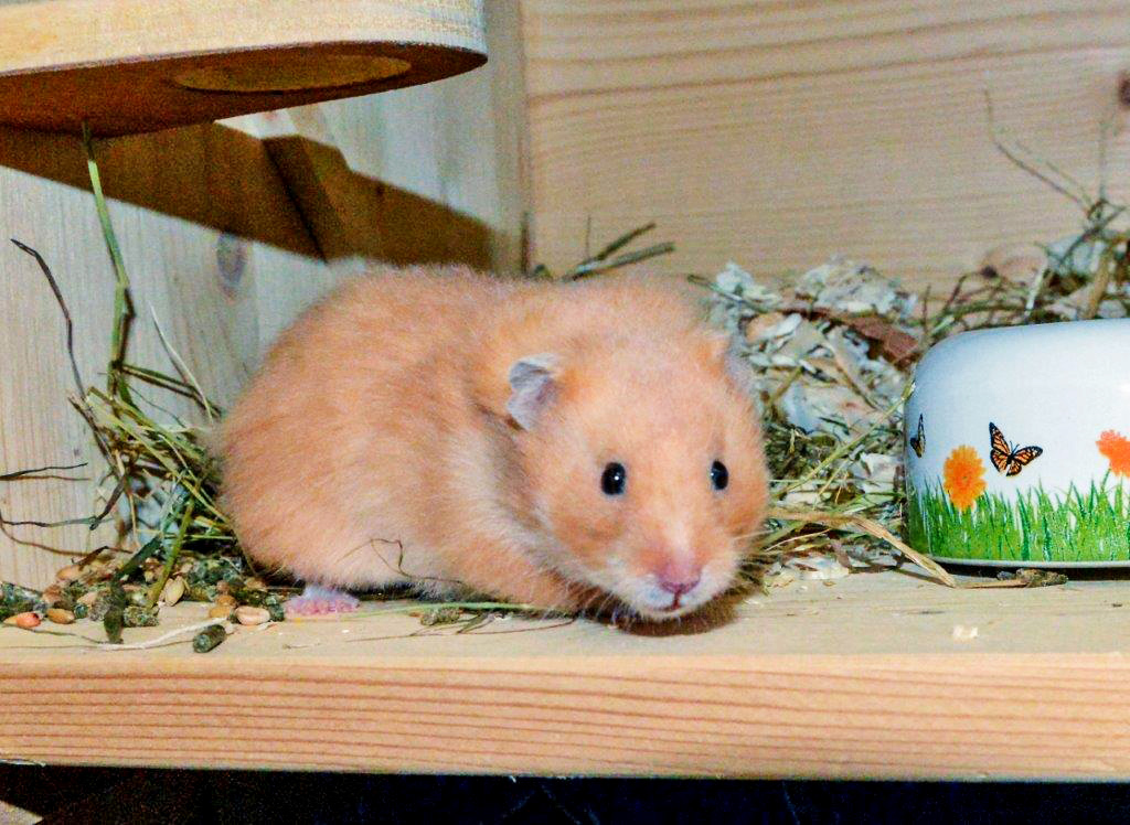 Wer bietet Hamsti ein tolles, artgerechtes Zuhause mit viele Platz? Foto: Tierheim Essen