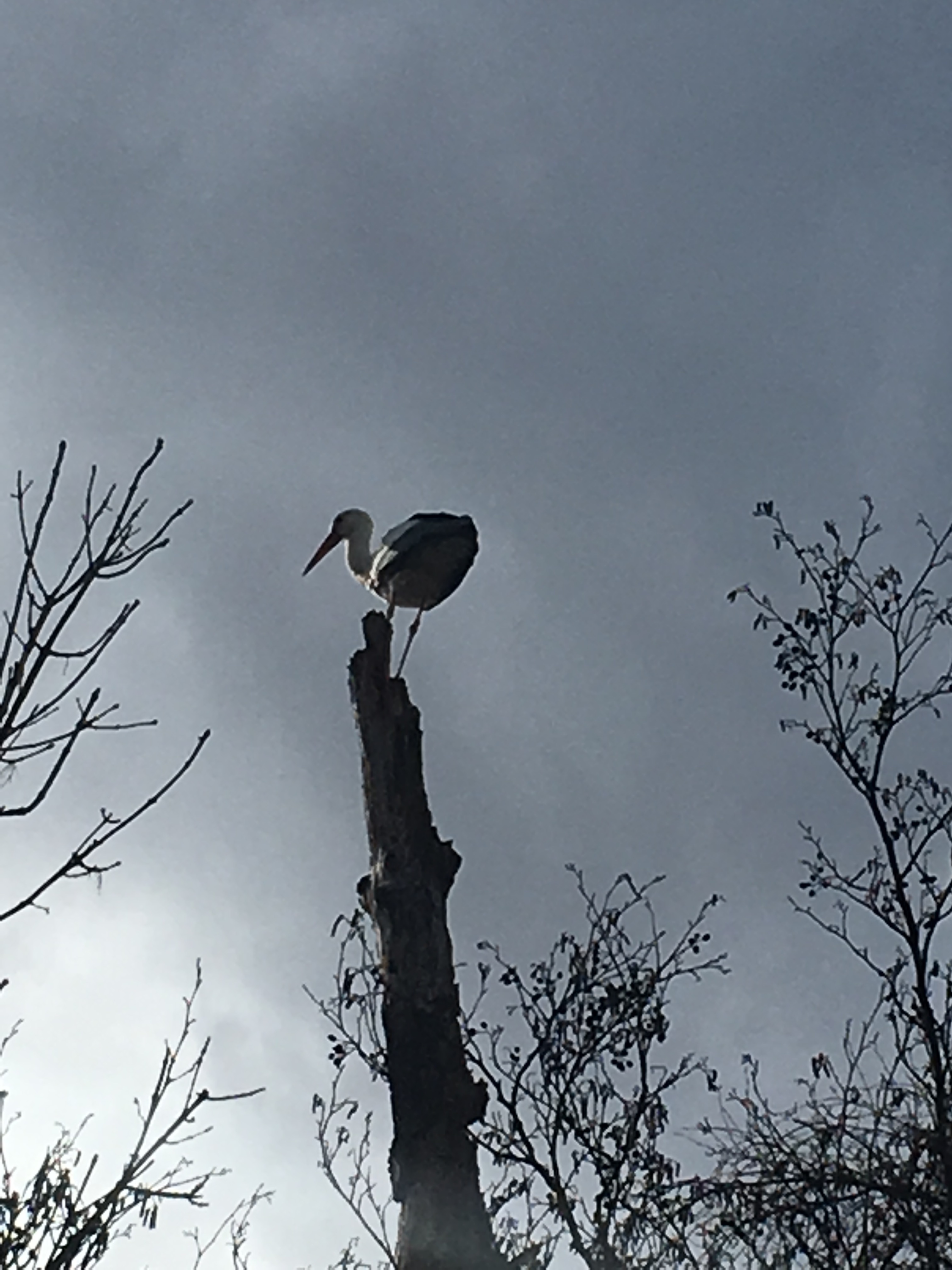 Der Storch in Essen