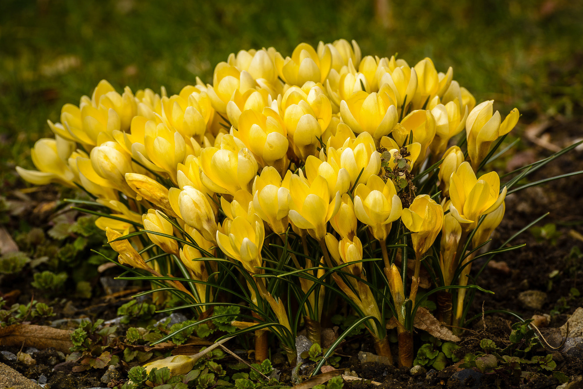 Krokusse