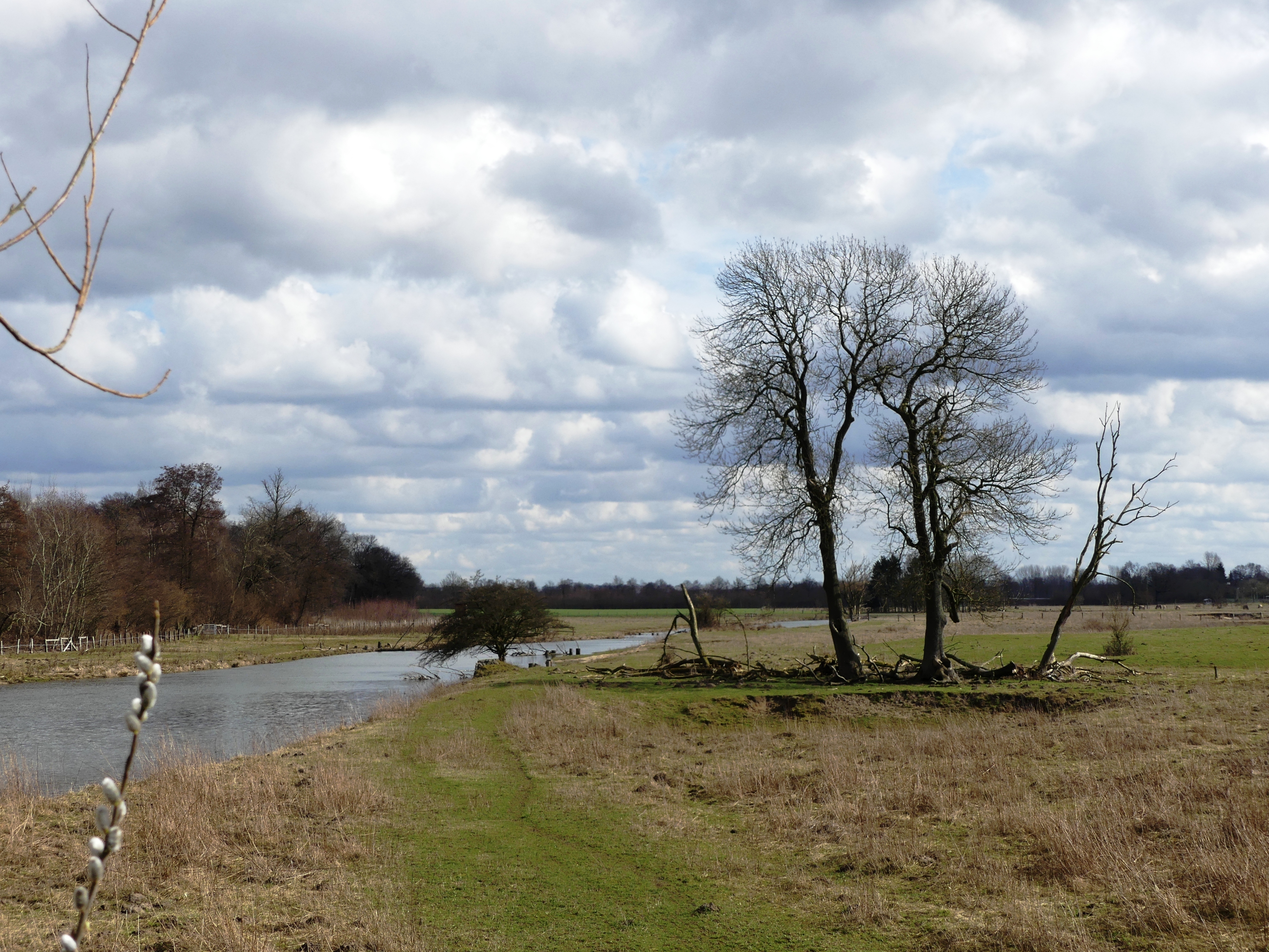 Kökelsum