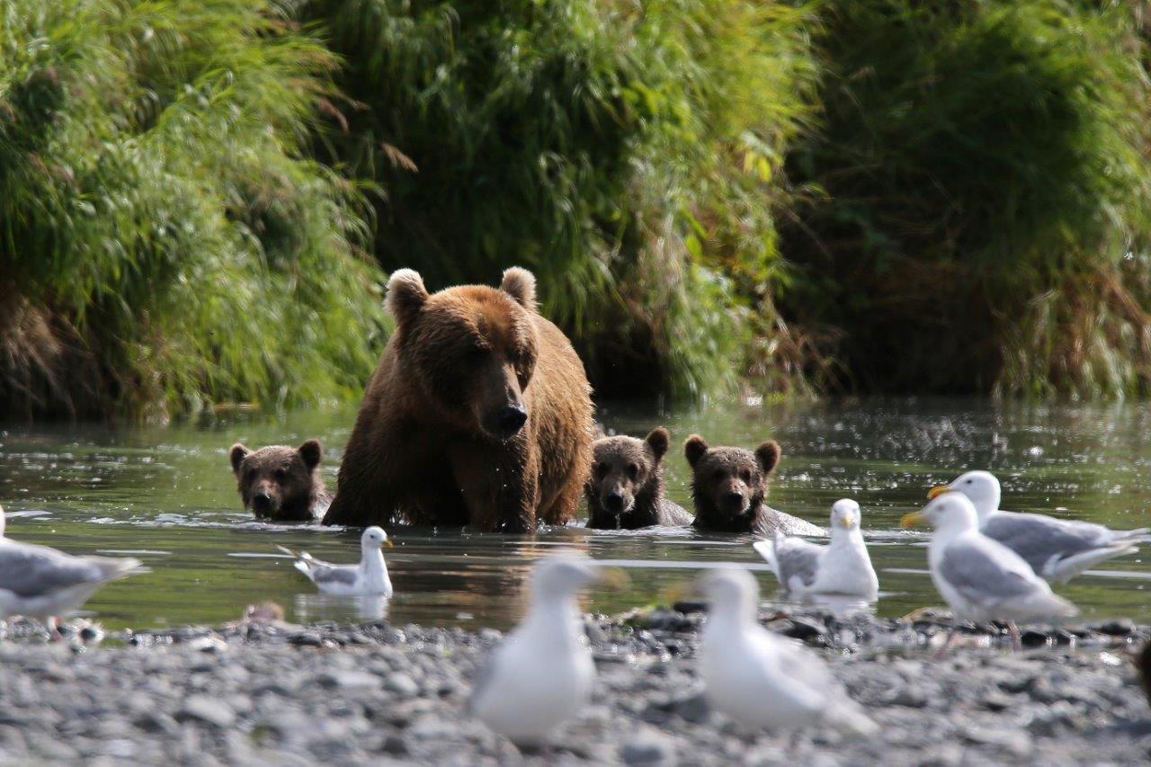 Eine Kodiakbärin mit ihren Jungen.