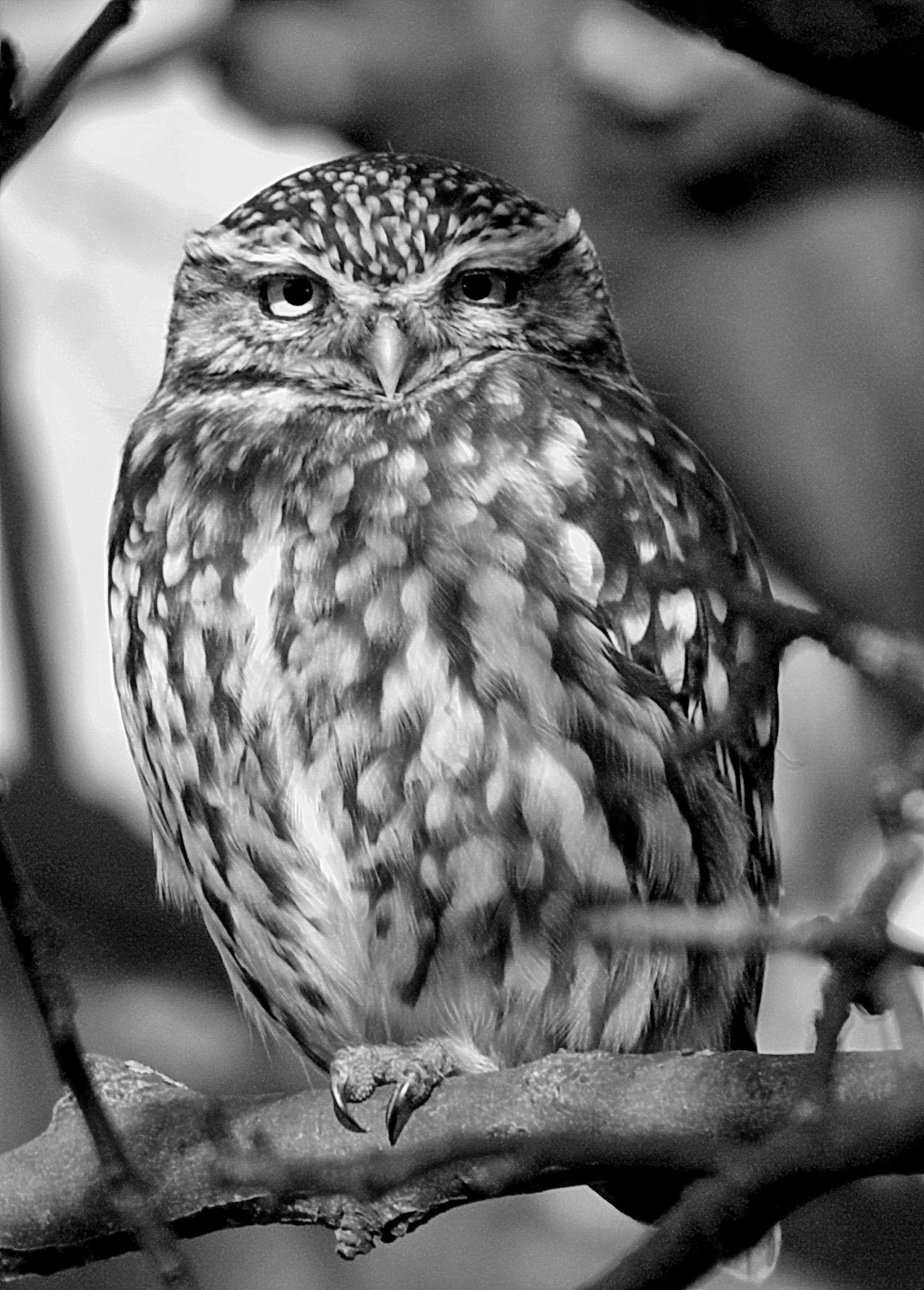 Ein kleiner Vogel, der sich am Niederrhein wohlfühlt: Der Steinkauz.