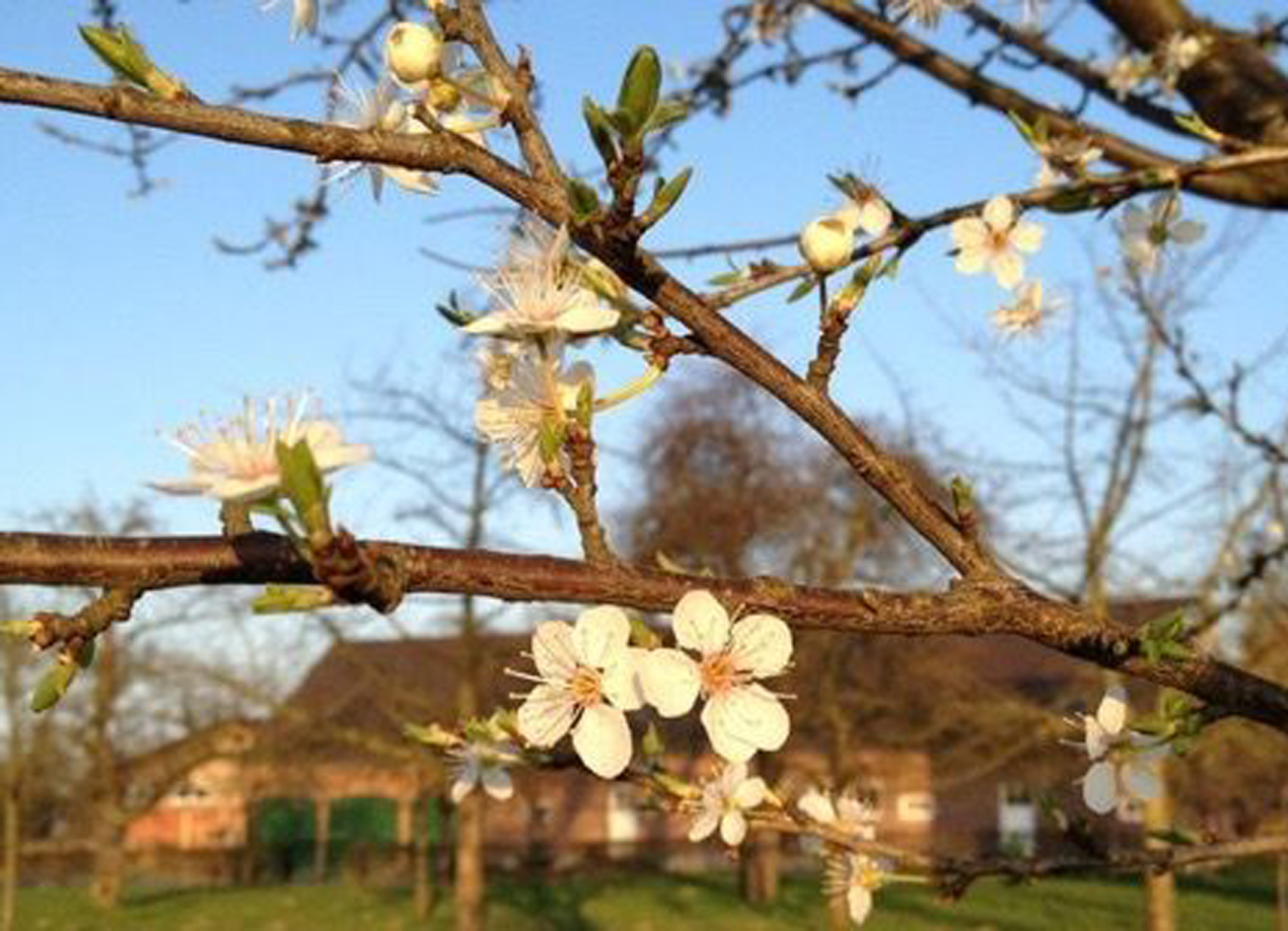 Wenn die Apfelbäume ihre Blüten zeigen, zeigt sich das Frühjahr von seiner schönsten Seite.