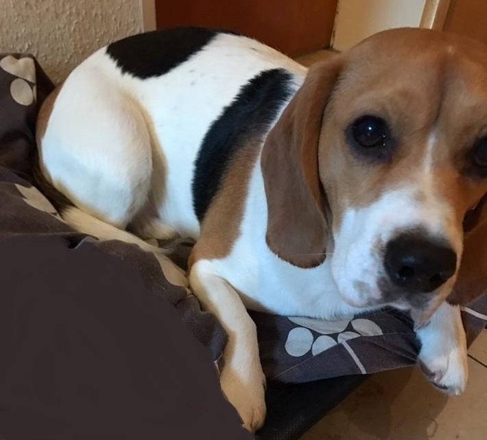 Das Foto dieses Hundes könnte im Kontext mit dem gesuchten Marcel Heße stehen
